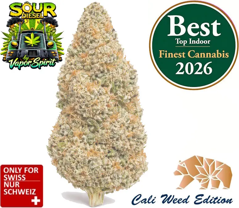 Fiori di CBD Sour Diesel – varietà CBD a dominanza sativa