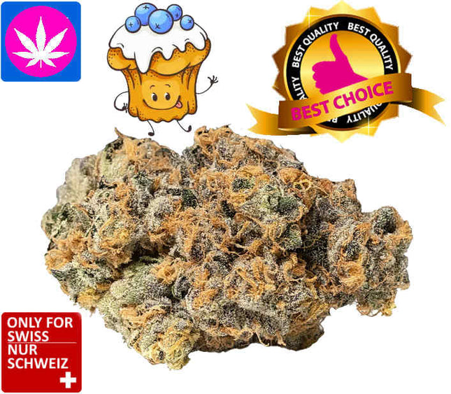 Blueberry Muffin Cannabis Blüten Indoor | Ab: CHF 2.50/gr. | 2gr.-500gr.