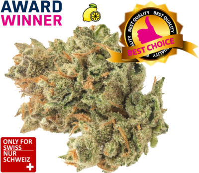 Super Lemon Haze | Super Citro Limoncello Indoor