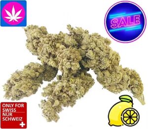 CBD Lemon Kush Indoor - nur solange der Vorrat reicht!