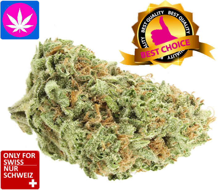 cbd amnesia haze cheese
