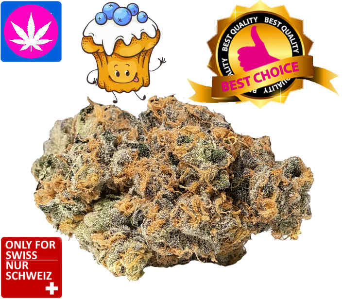 Blueberry Muffin CBD