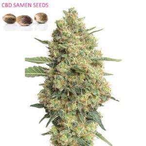 CBD Samen Canna-Queen feminisiert