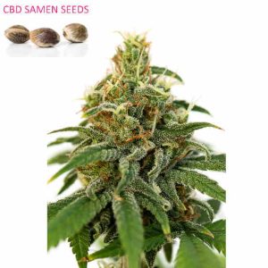 CBD Samen Sour Fruit feminisiert