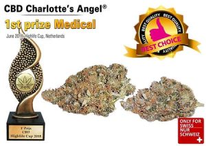 Charlotte's Angel Indoor | Ab: CHF 2.50/gr. | 2gr.-500gr.