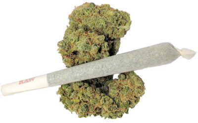 Pre Rolled Joint Green Sensation 5 Stk