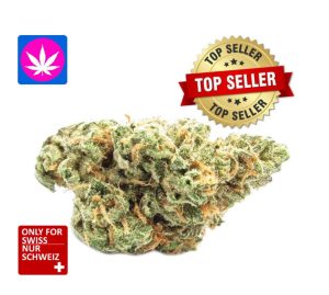 Purple Haze Premium Glashaus | Ab: CHF 2.13/gr. | 8gr.-40gr.