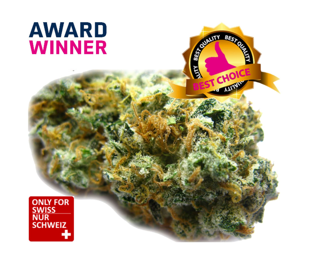 rainbow haze strain