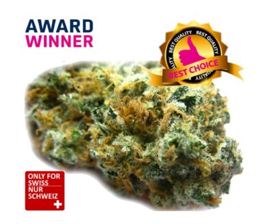 Purple Haze CBD | Ab: CHF 1.80/gr. | 2gr.-500gr.