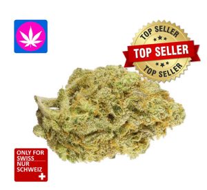 Super Citro Haze Glashaus | Ab: CHF 1.80/gr. | 8gr.-250gr.