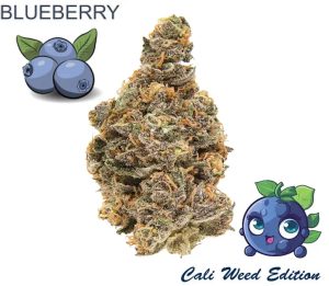 Cannabis Blüten Blueberry Indoor