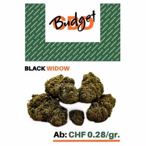 CBD Black Widow Treibhaus