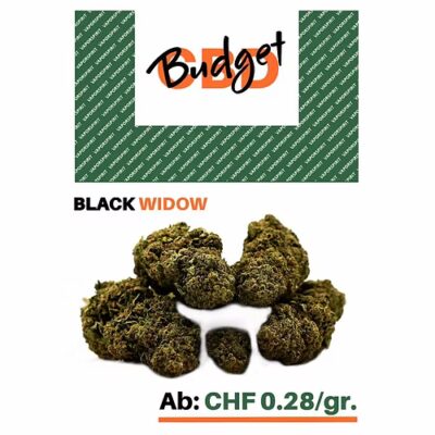 CBD Black Widow Treibhaus