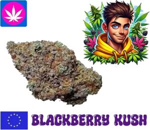 10-OH-HHC Blüten - Blackberry Kush Indoor