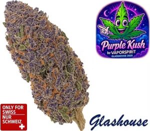 Purple Kush CBD Blüten – Premium Glashaus